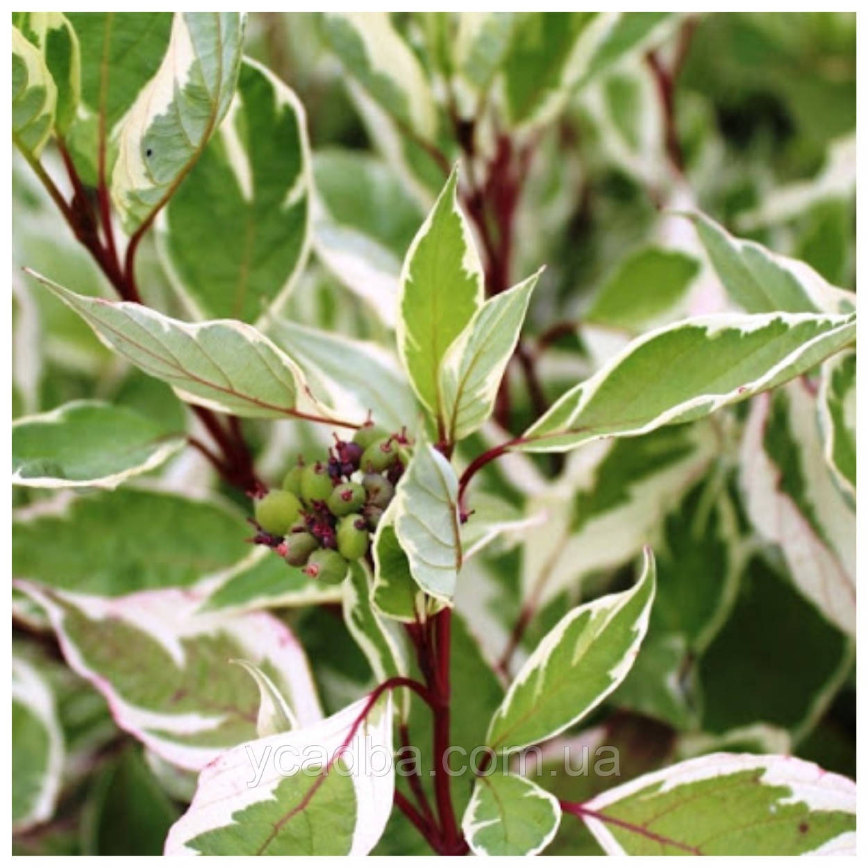 Дерен білий Елегантіссіма (горщик), фото 1