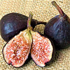 Саджанці інжиру Фіолетовий з Бордо (Grosse Violette de Bordeaux) 3-х річний - великоплідний, ранній, солодкий, фото 2