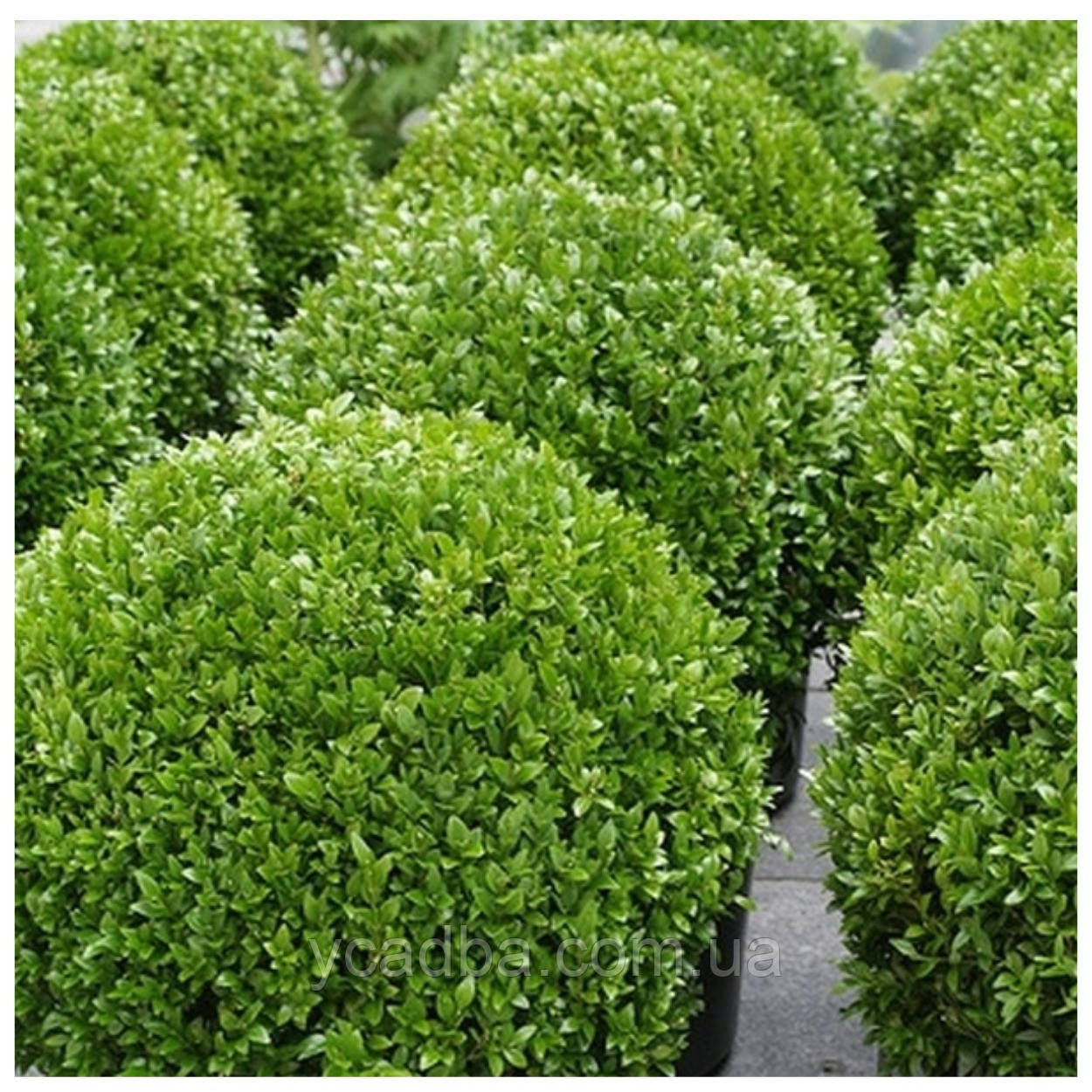 Самшит Вечнозеленый Buxus Sempervirens ОКС — Купить Недорого на Bigl.ua ...