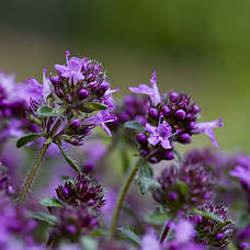 Саджанці чебрецю