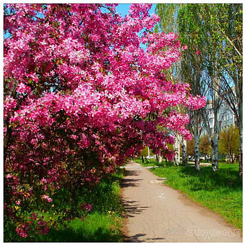 Яблуня Недзвецького