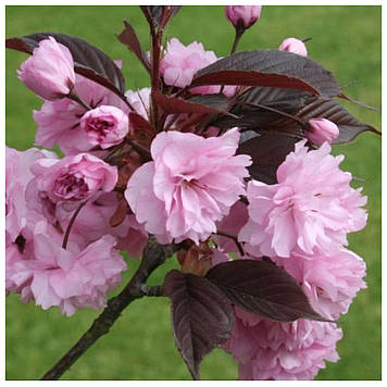 Сакура червонувата колоноподібна Роял Бургунді