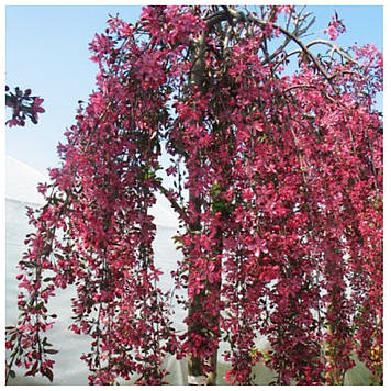 Яблуня плакуча Ред Джет