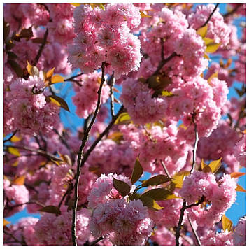 Сакура Канзан