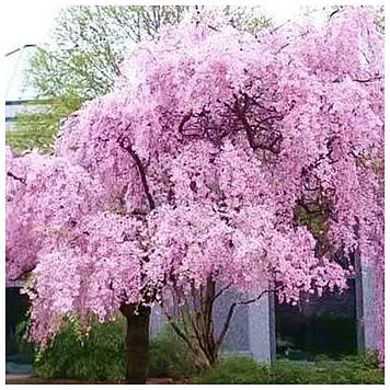 Сакура плакуча Кіку Шидара