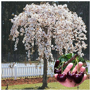 Черешня плакарня Вул Мурасаки