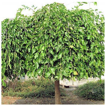 Шовковиця плакуча Пендула