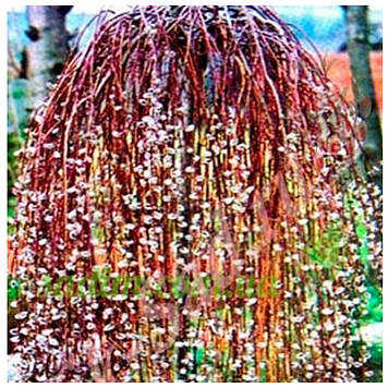 Верба Плакуча