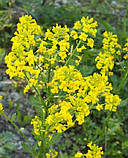 Трава Горлиця озима (Суріпиця), сидерат 1кг, фото 2