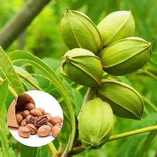 Саджанці горіха пекана Канза (Kanza) 3-х річний - середній, зимостійкий, тонка шкарлупа