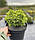 Ялина канадська Dendrofarma Gold 3 річна, Ялина канадська Дендрофарма Голд, Picea glauca Dendrofarma Gold, фото 5