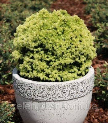 Ялина канадська Dendrofarma Gold 3 річна, Ялина канадська Дендрофарма Голд, Picea glauca Dendrofarma Gold