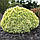 Ялина канадська Dendrofarma Gold 3 річна, Ялина канадська Дендрофарма Голд, Picea glauca Dendrofarma Gold, фото 4