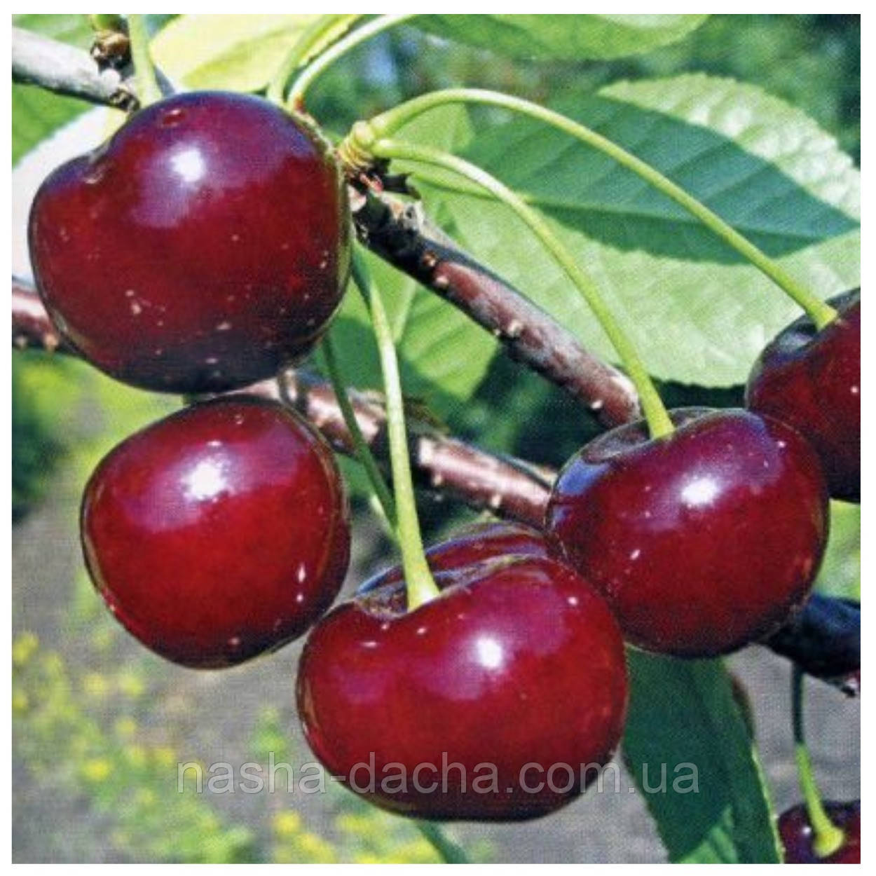 Вишня Любська (пізня)