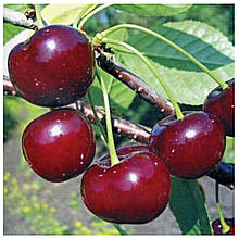 Вишня Любська (пізня)