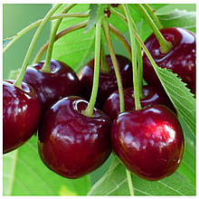 Вишня Лотовка (пізня)