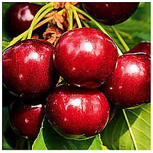 Вишня Альфа (середньостигла)