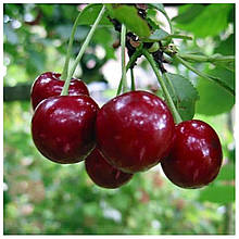 Вишня Молодіжна (середньостигла)