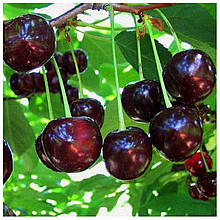 Вишня Балатон (пізня)