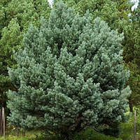 Сосна обыкновенная Ватерери (Pinus sylvestris Watereri) h-30-50 см в контейнере С5 л