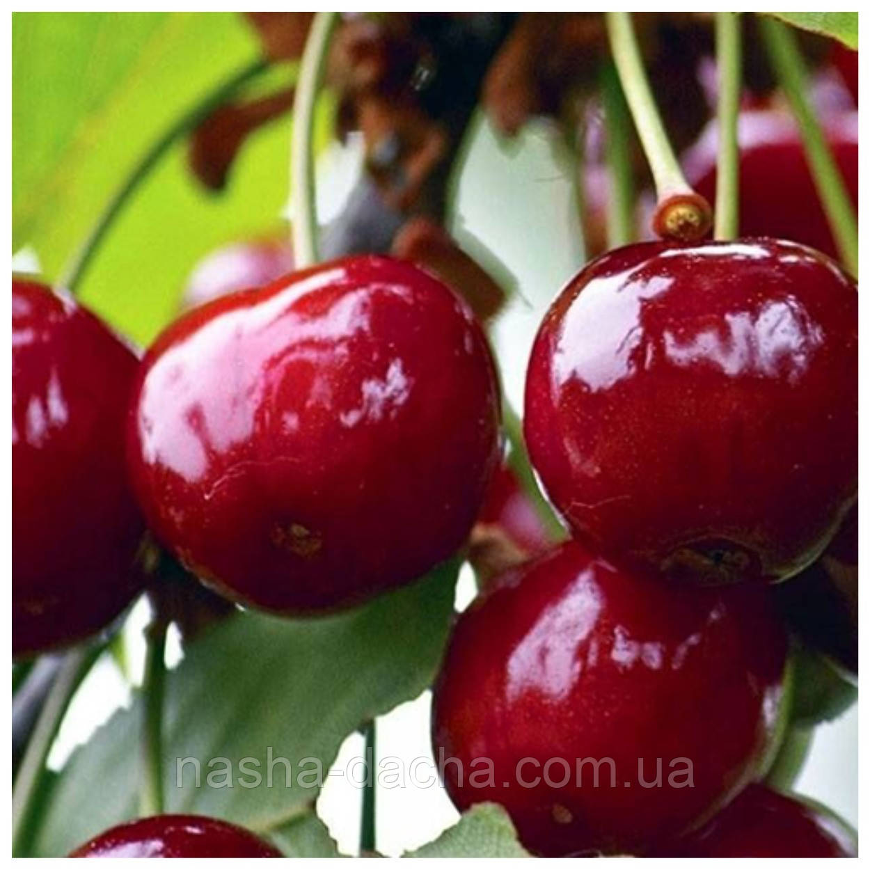 Вишня Шпанка (середньостигла)