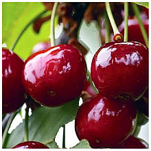 Вишня Шпанка (середньостигла)