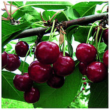 Вишня Іграшка (середньостигла)