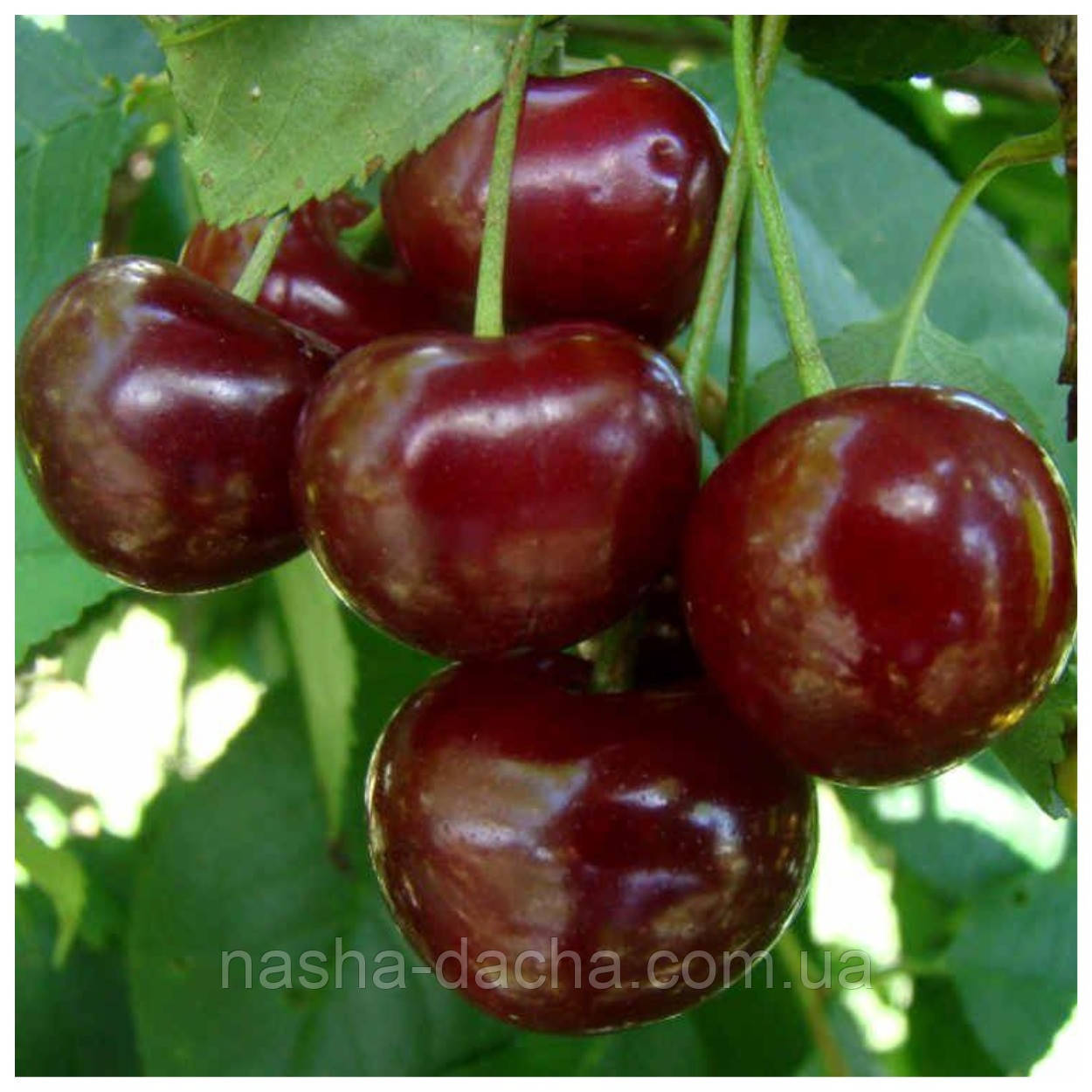 Вишня Ксенія (рання)