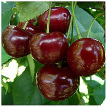 Вишня Ксенія (рання)