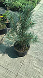 Сосна звичайна Ватерері (Pinus sylvestris Watereri) h-30-50 см у контейнері С5 л, фото 2