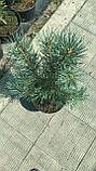 Сосна звичайна Ватерері (Pinus sylvestris Watereri) h-30-50 см у контейнері С5 л, фото 3