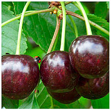 Вишня Чорнокорка (середньостигла)