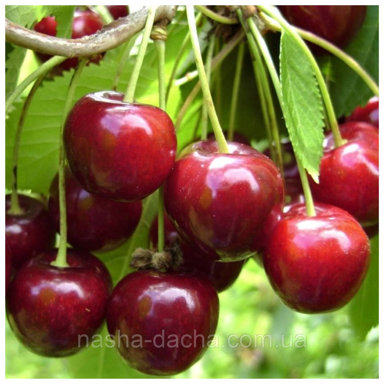 Вишня Малишка (рання)