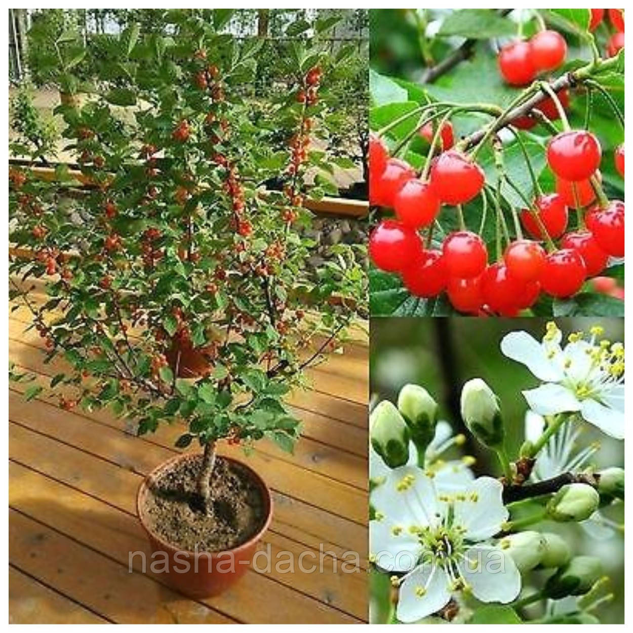 Міні-Вишня П'ємонт (середньо-пізня)