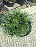 Сосна гірська Варелла (Pinus mugo Varella) а-20-40 см у контейнері С5 л, фото 2