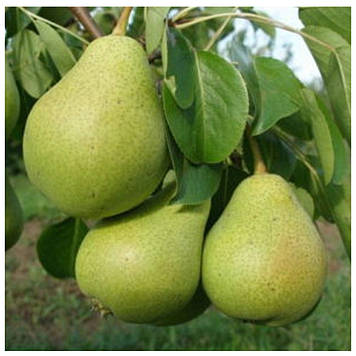 Груша Бере Арданпон (зимова)