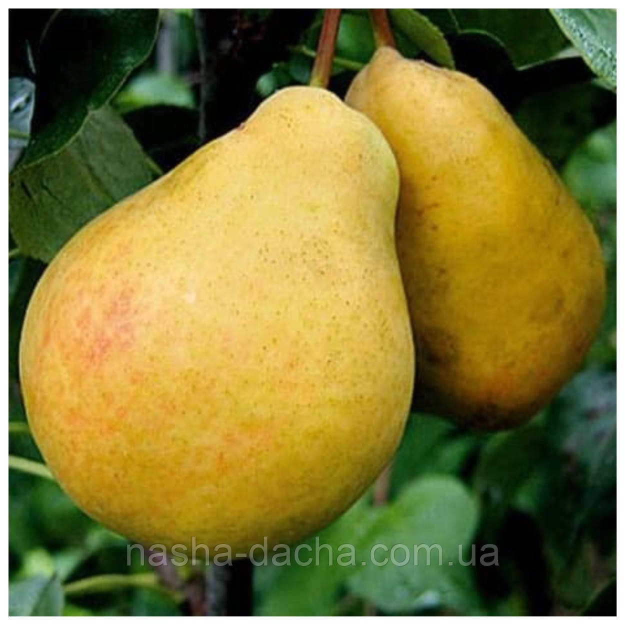 Груша Амфора (зимова)