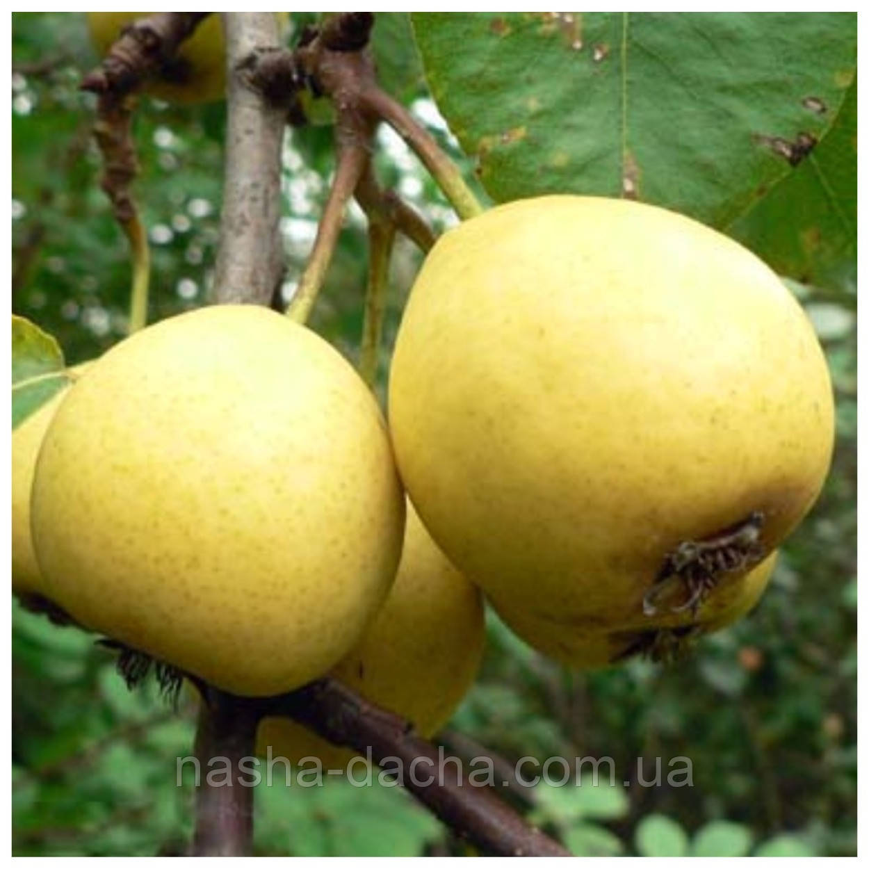 Груша Лимонка (осіння)