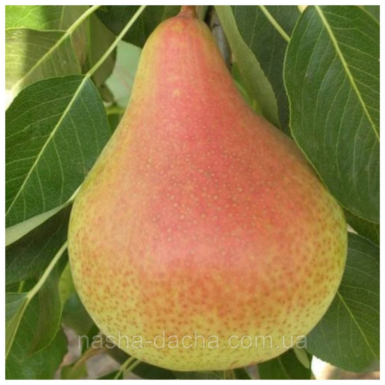 Груша Микола Крюгер (осіння)