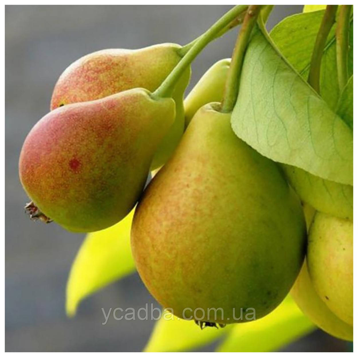 Груша Ізольда (літня), фото 1