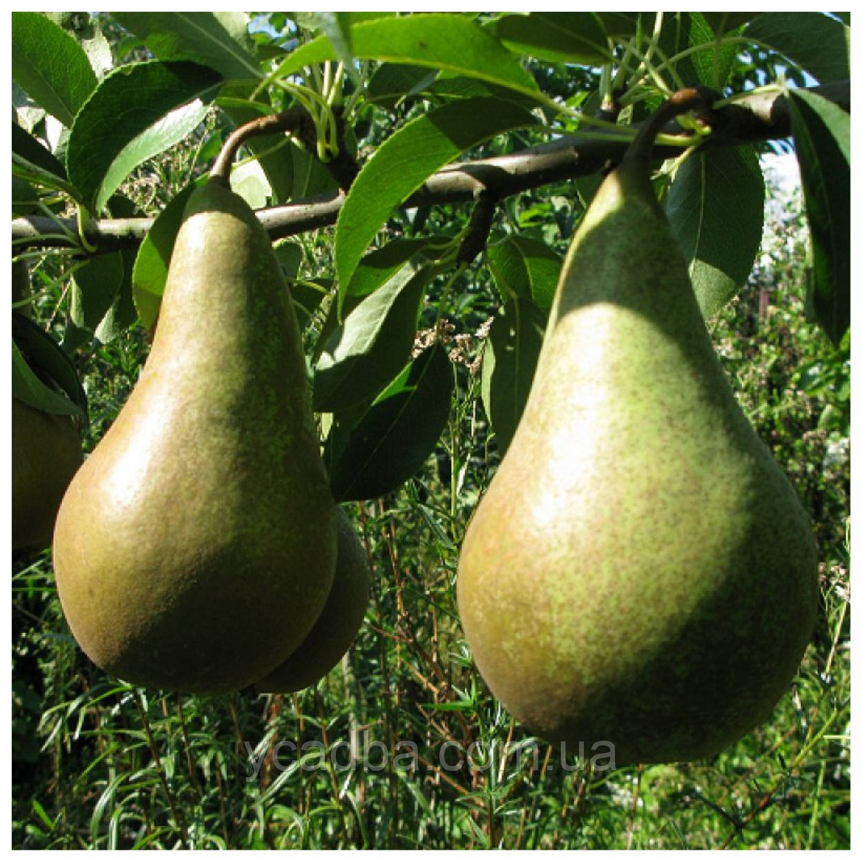 Груша Конкорд (зимова), фото 1