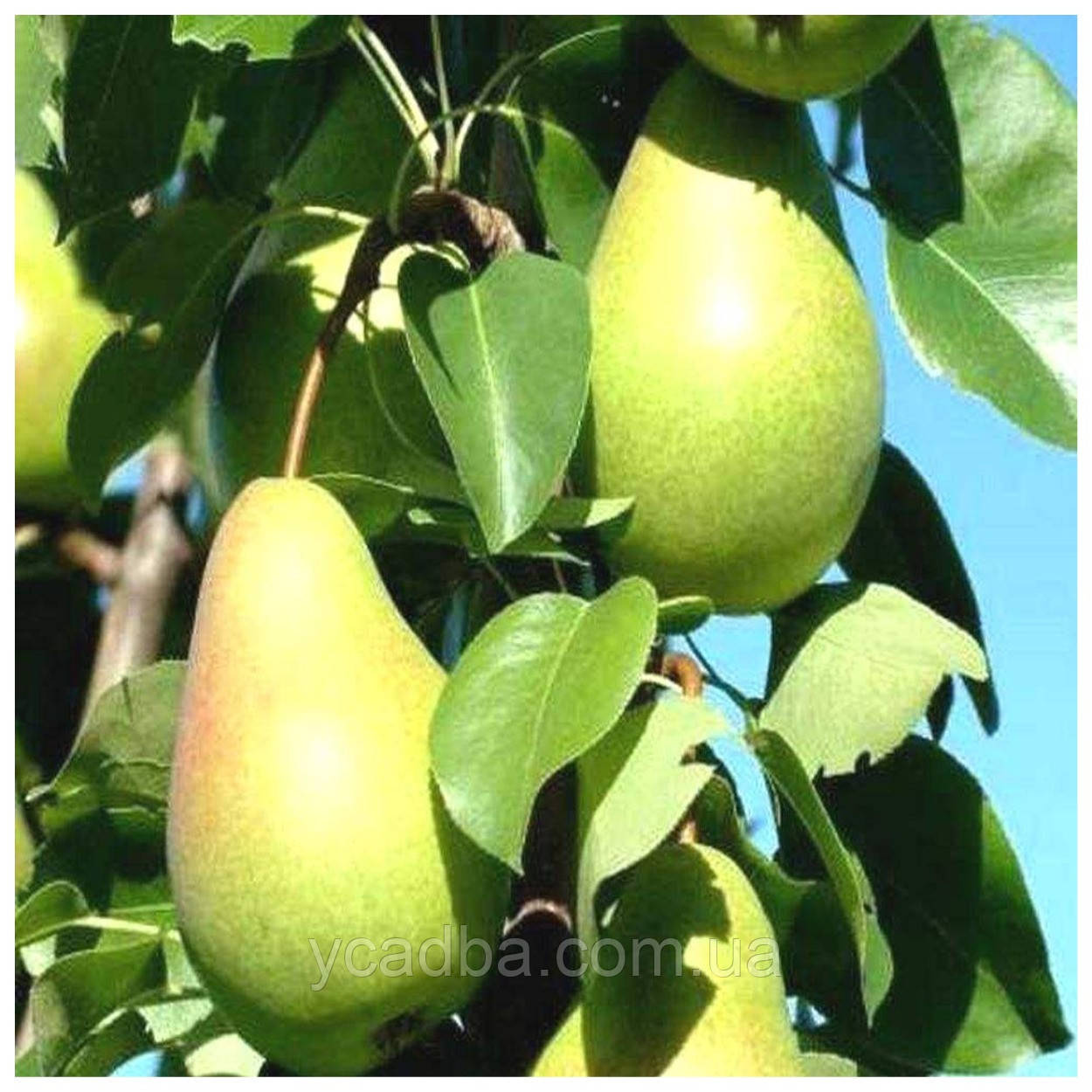 Груша Жозефіна (зимня), фото 1