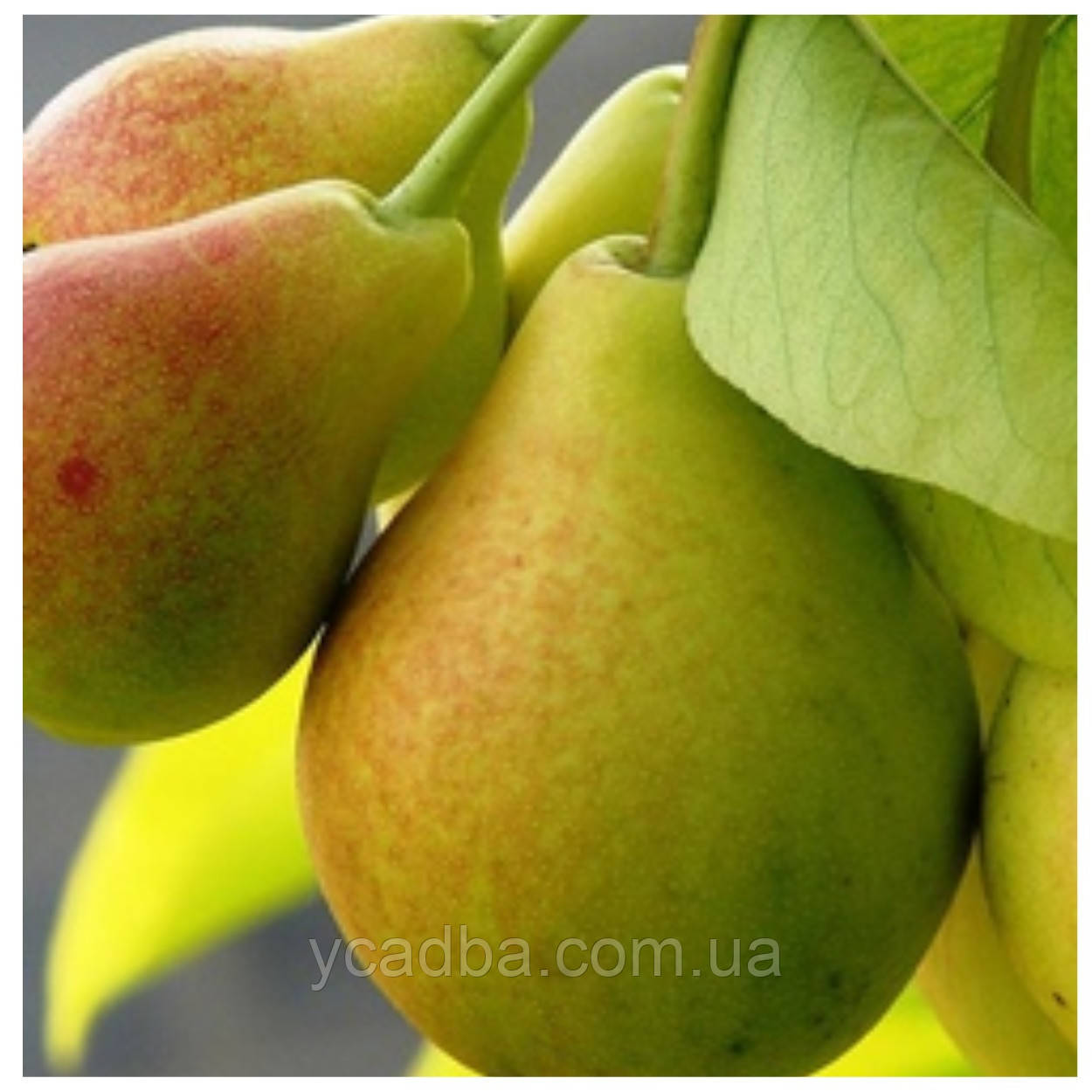 Груша Клеопатра (літня), фото 1