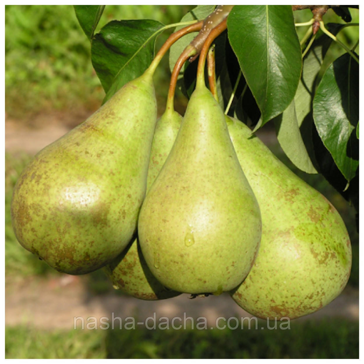 Груша Конференція (осіння)