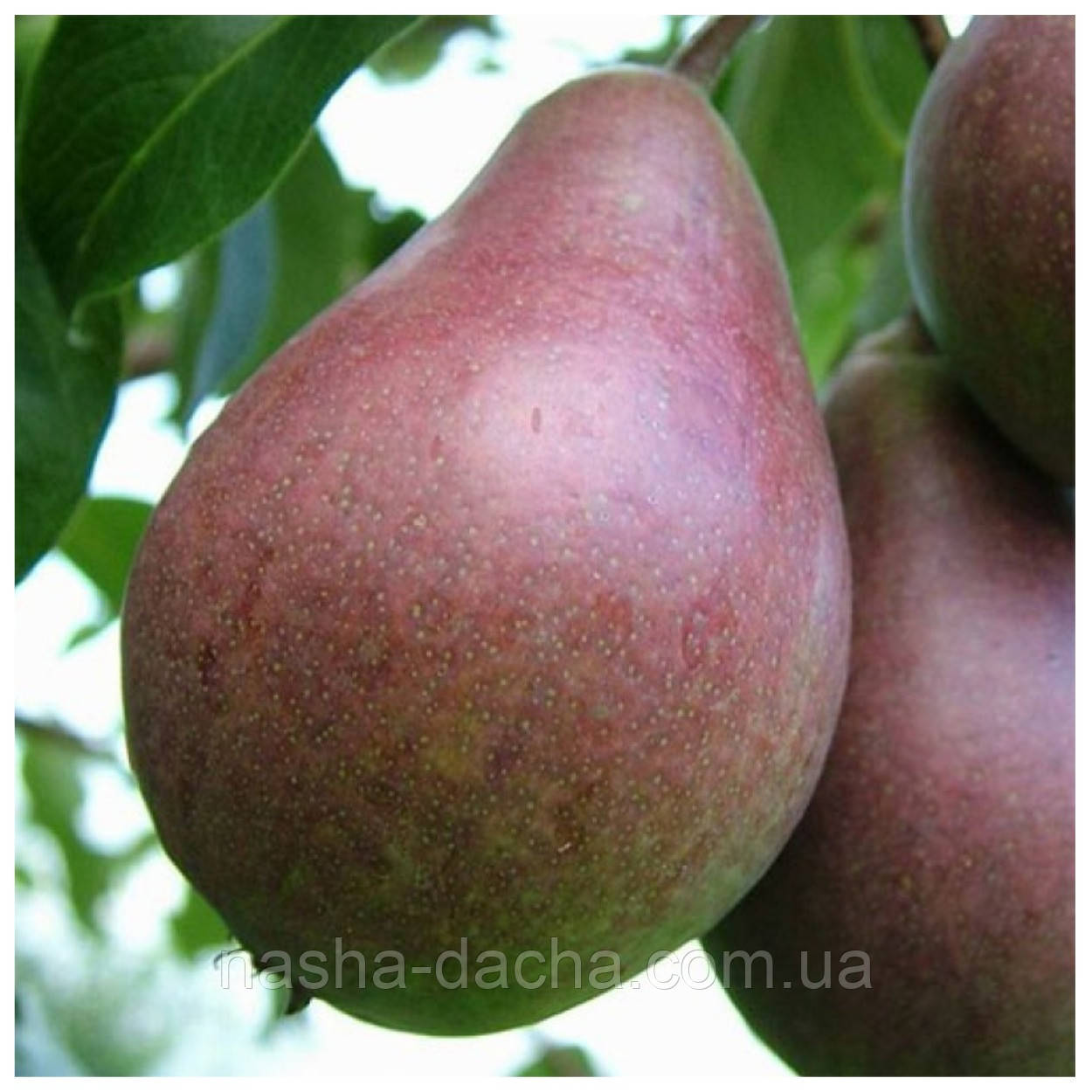 Груша Родзинка Крима (осіння)