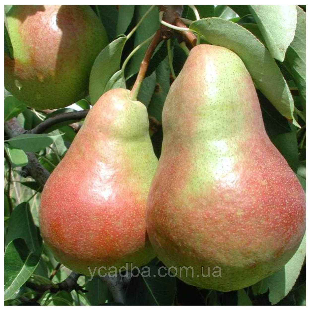 Груша Давид (зимня), фото 1