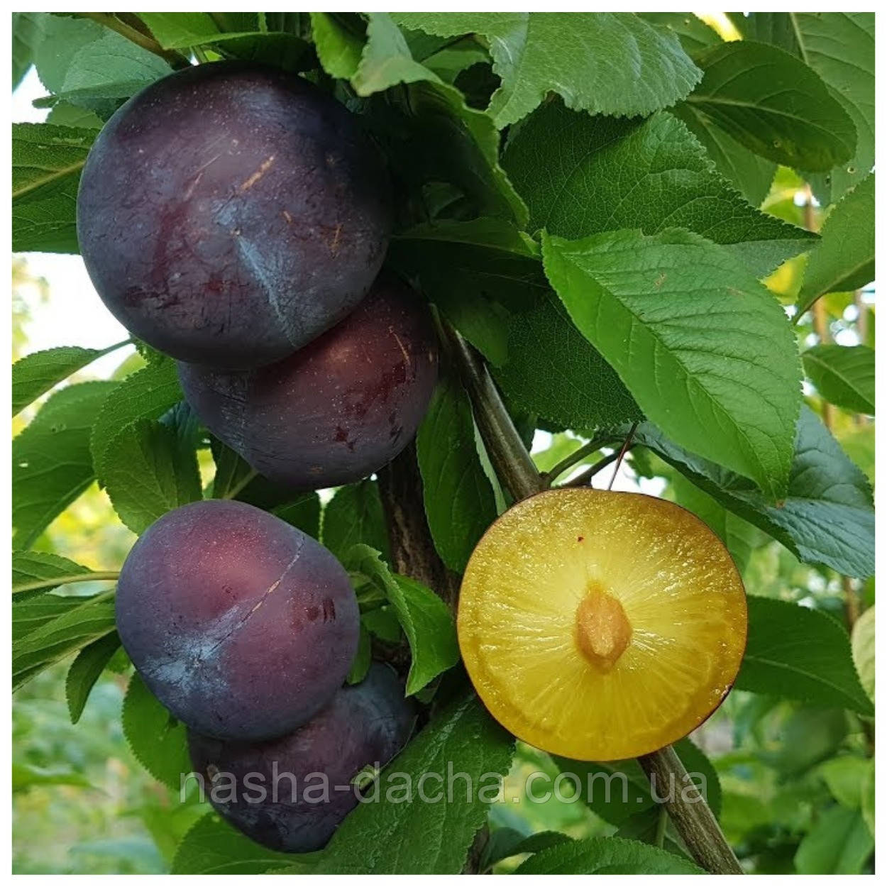 Диплоїдна злива Кармен Блу