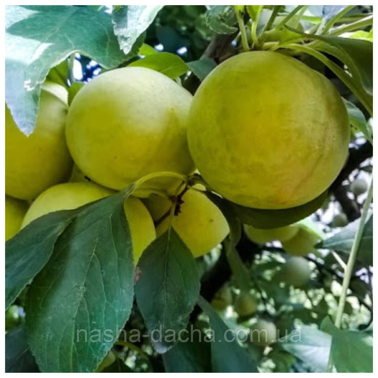 Диплоїдна слива Широ (середньо-рання)