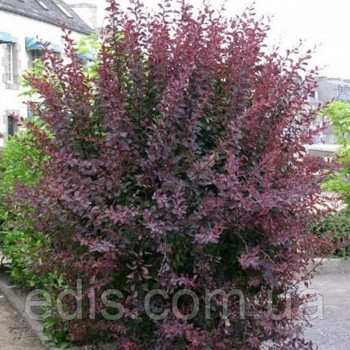 Барбарис оттавский Auricoma у контейнері