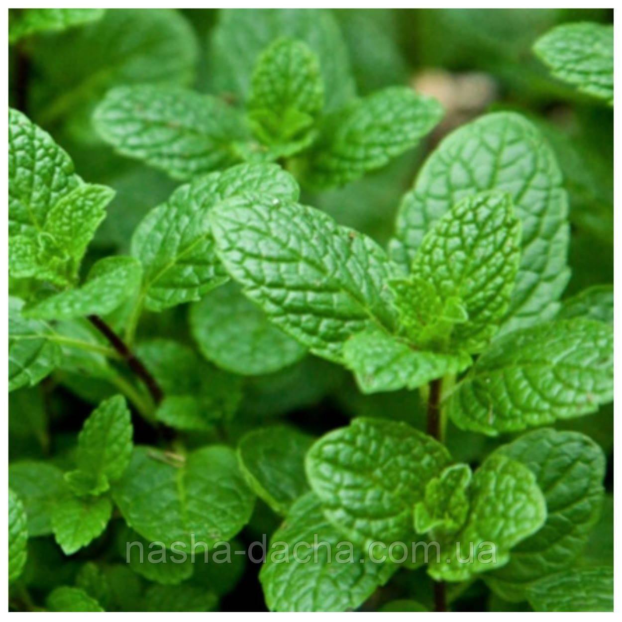 Мята Перечная (контейнер 0,5л) (ID#969491291), цена: 60 ₴, купить на ...